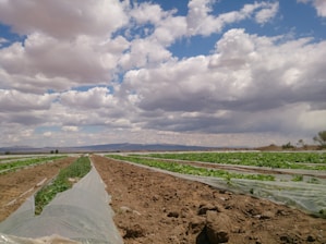 Rows of cultivated crops stretch into the distance under a sky filled with a mixture of fluffy white clouds and darker, stormy clouds. The fields are lined with plastic covers, and the overall landscape is relatively flat with some distant mountains or hills on the horizon.