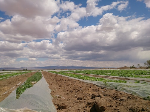 Rows of cultivated crops stretch into the distance under a sky filled with a mixture of fluffy white clouds and darker, stormy clouds. The fields are lined with plastic covers, and the overall landscape is relatively flat with some distant mountains or hills on the horizon.