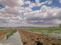 Rows of cultivated crops stretch into the distance under a sky filled with a mixture of fluffy white clouds and darker, stormy clouds. The fields are lined with plastic covers, and the overall landscape is relatively flat with some distant mountains or hills on the horizon.