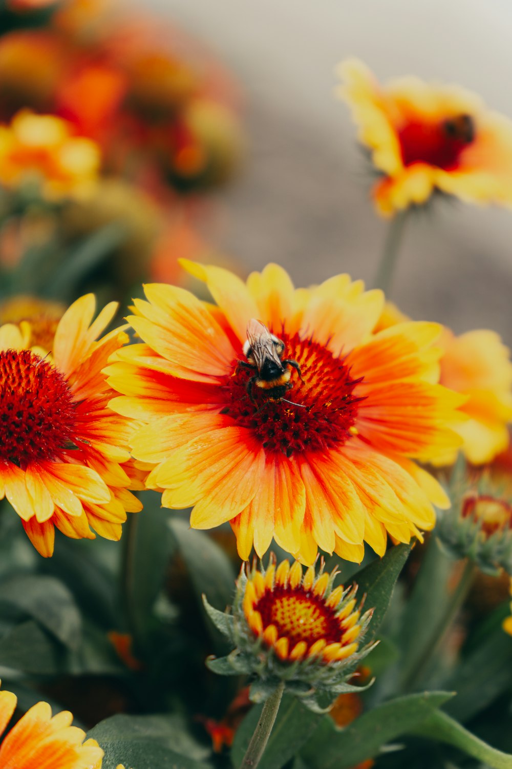 a close up of a flower with a bee on it