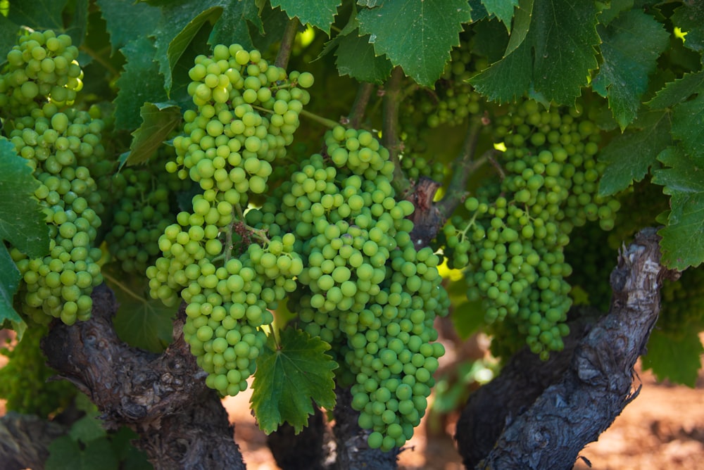 eine Traube grüner Trauben, die an einem Weinstock wachsen