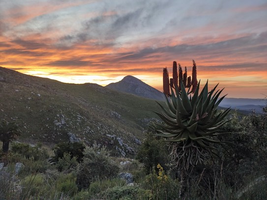 A magnificent sunset over a hilly landscape, with a prominent aloe plant in the foreground. The sky is painted with vibrant shades of orange, pink, and purple as the sun sets behind a distant mountain. The terrain is covered in grass and scattered rocks, adding texture to the scene.