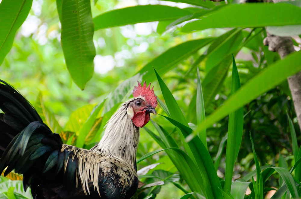 a rooster is standing in the tall grass