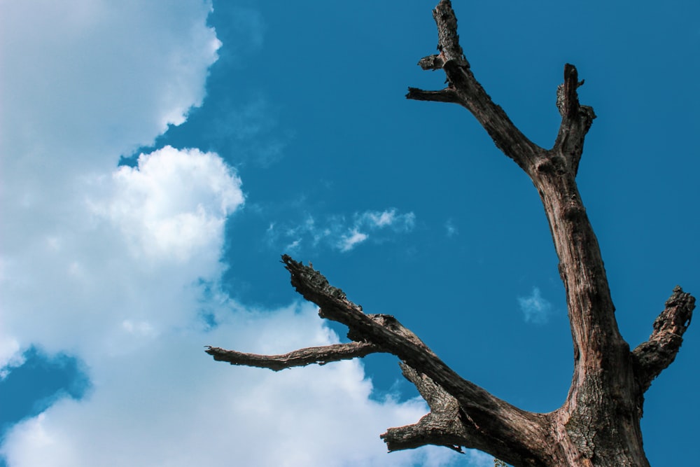 a tree with no leaves and a blue sky in the background