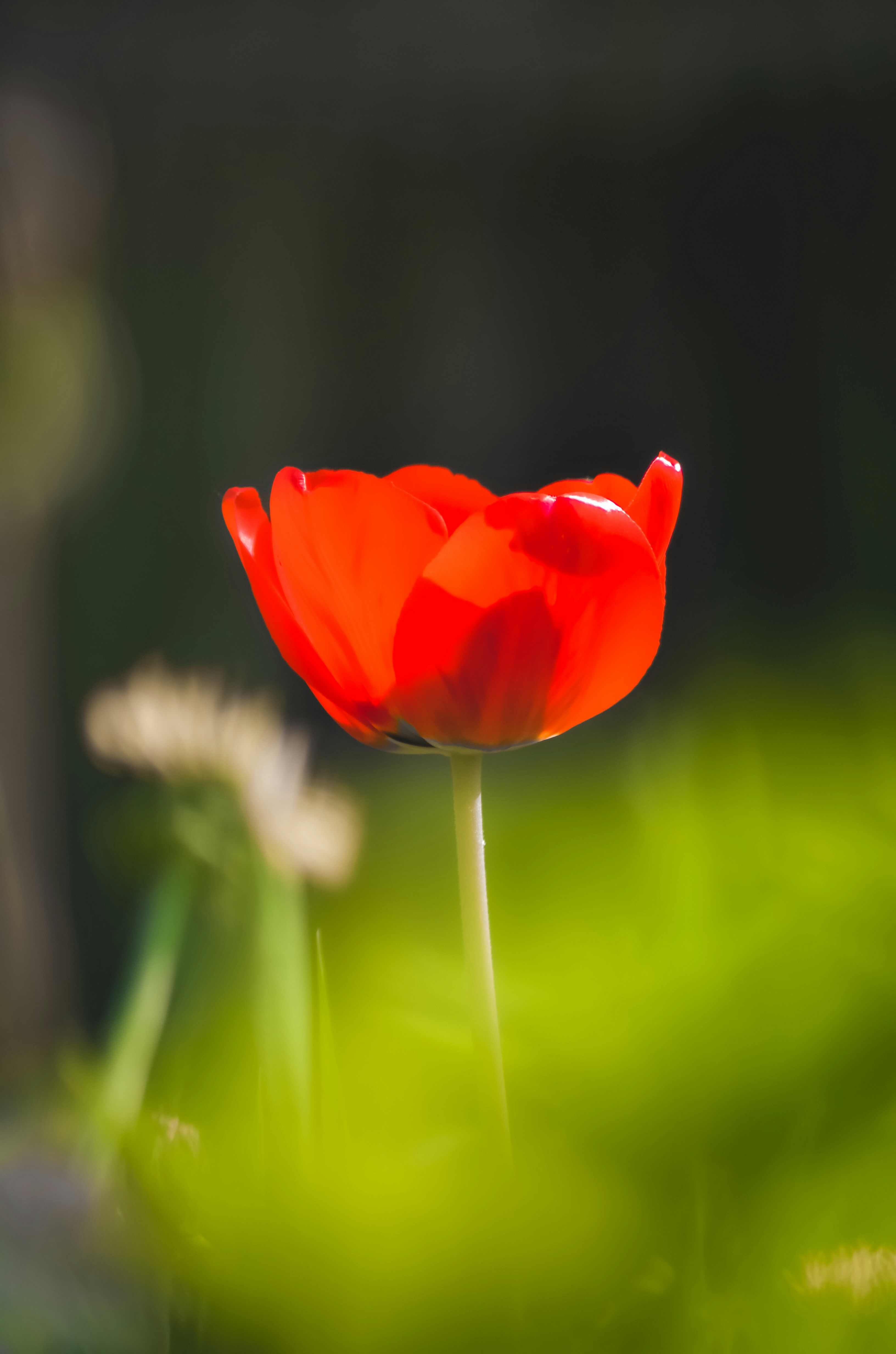 Photo by madalinanedelea06