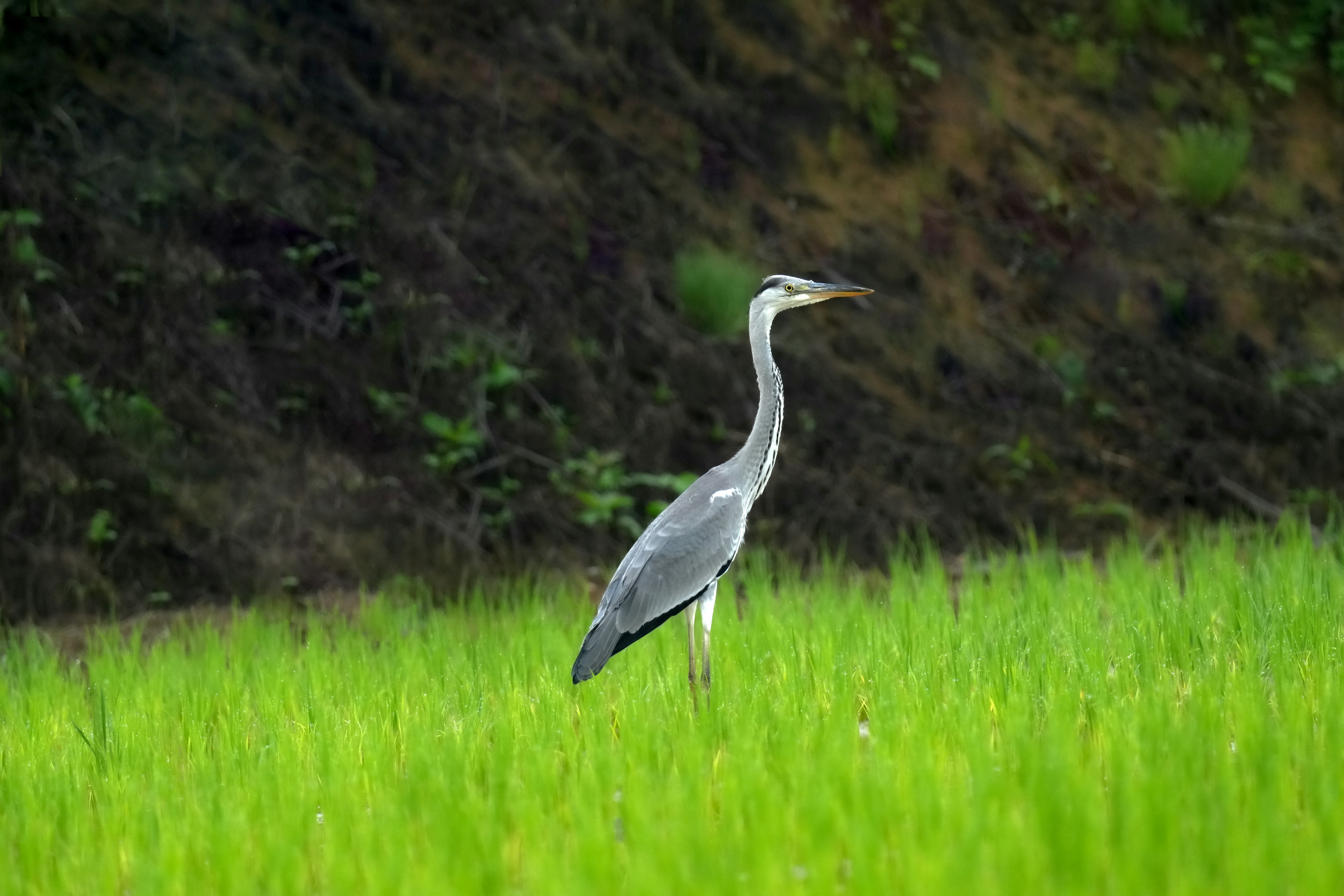 Photo by kim_dae_jeung