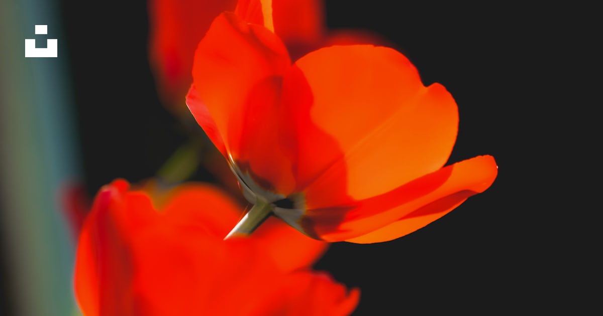 Gros plan d’un bouquet de fleurs rouges photo – Image gratuite de Vert ...
