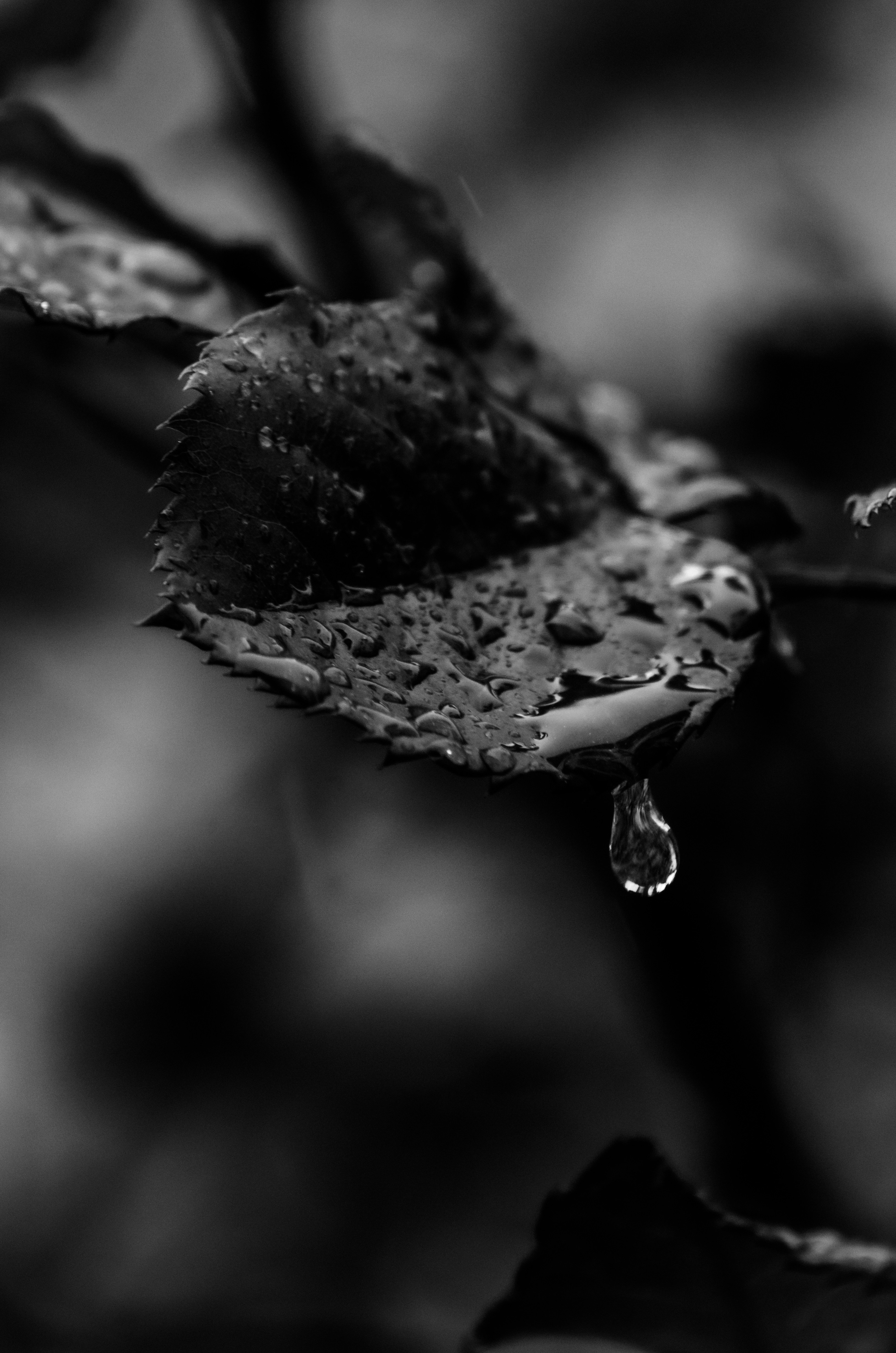 Photo by madalinanedelea06