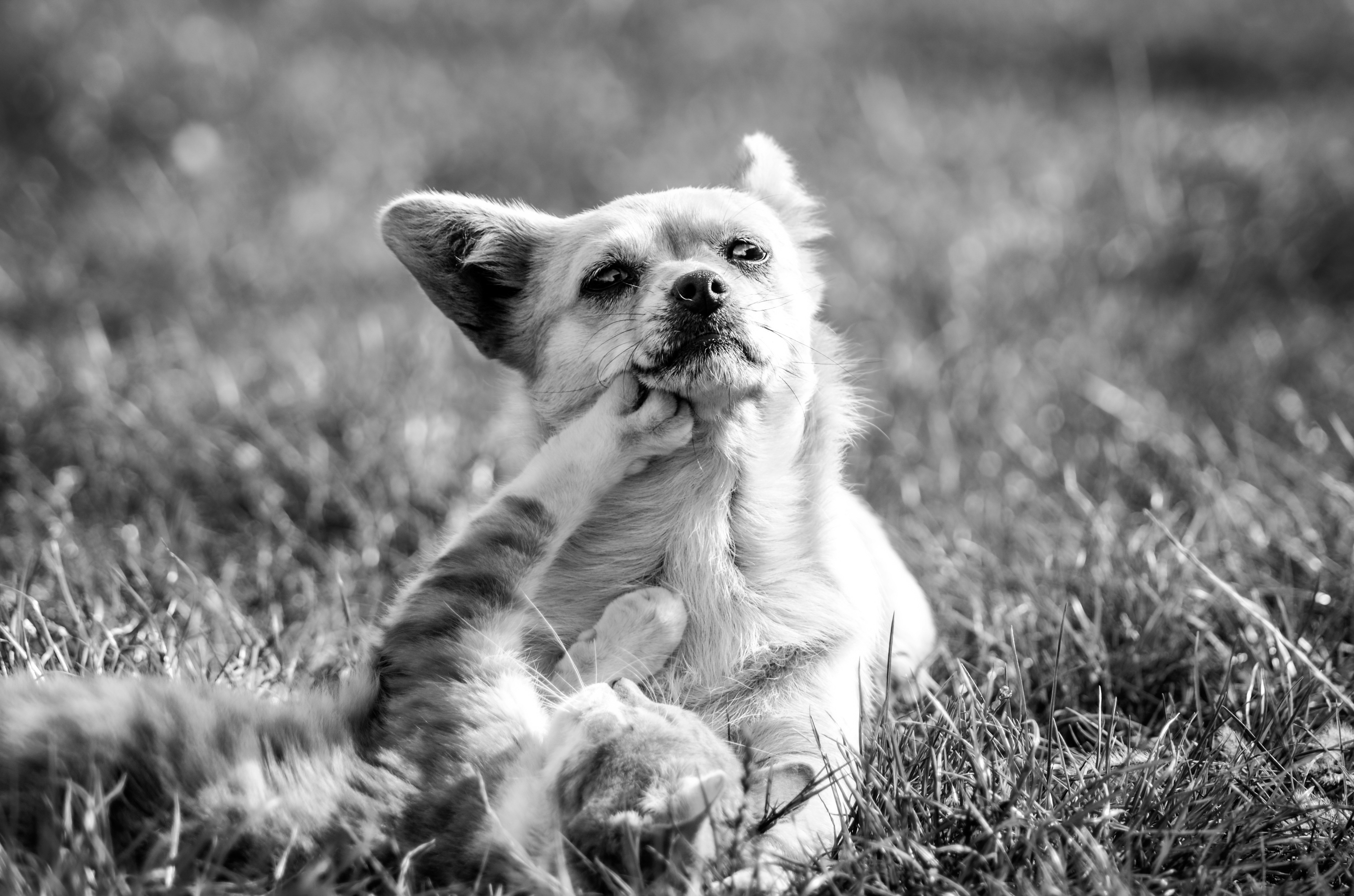 Happy pet family - dog and cat playing together in a sunny garden