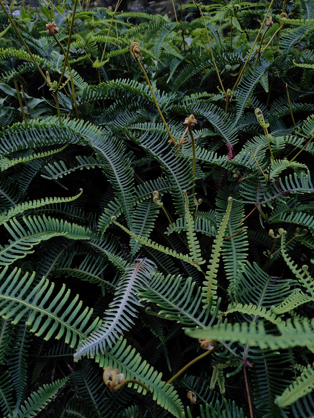 a close up of a plant with lots of leaves