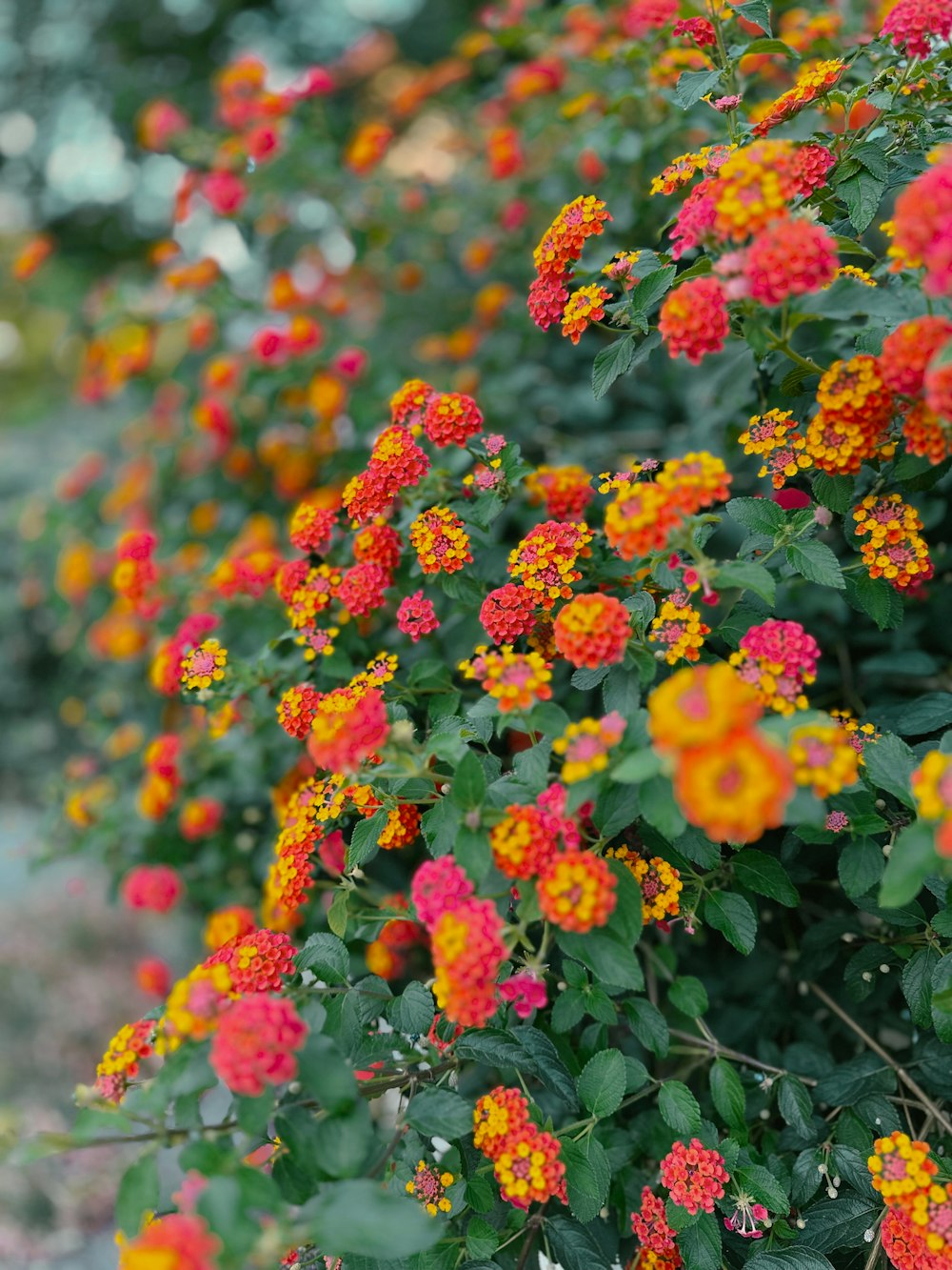 a bunch of orange and yellow flowers in a garden