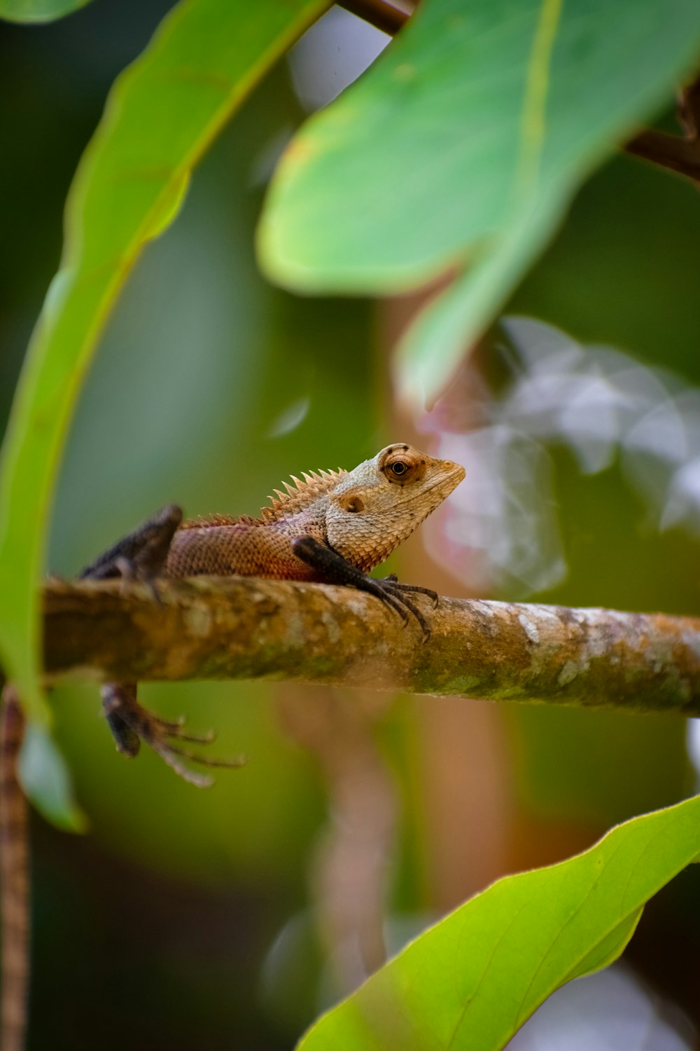 a lizard is sitting on a branch of a tree