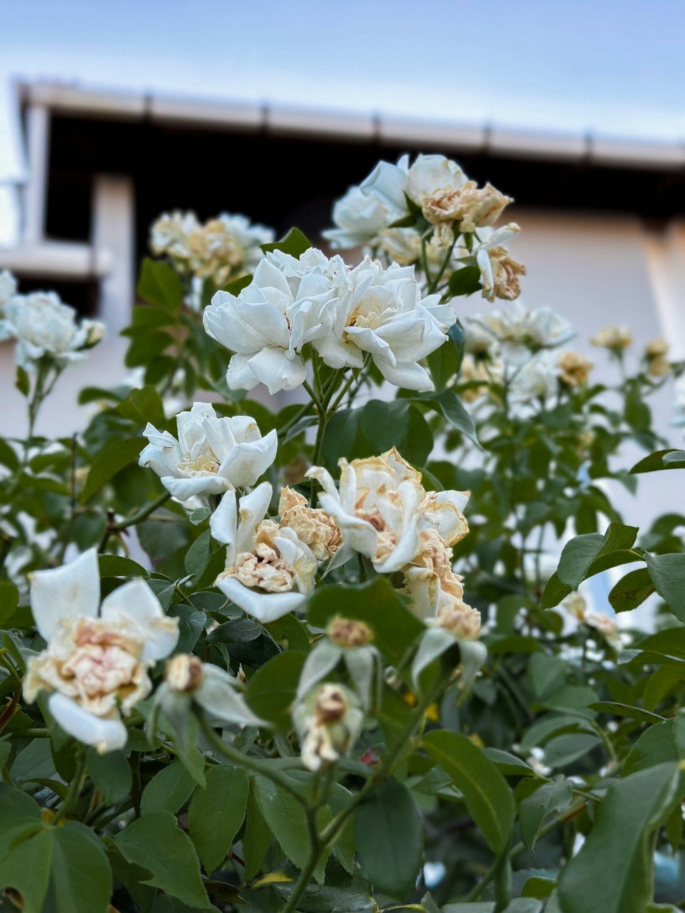 a bush of white flowers in front of a building