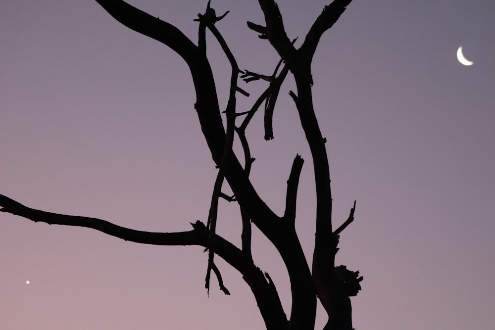 a tree with a half moon in the background