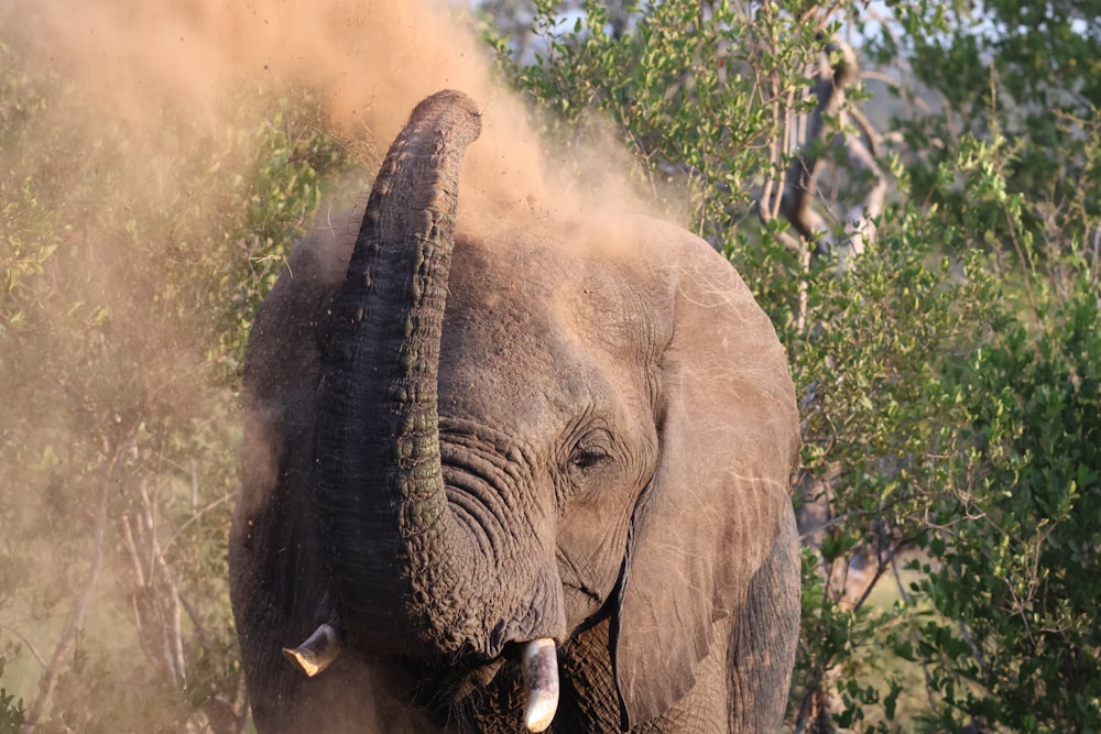 a large elephant standing next to a forest filled with trees