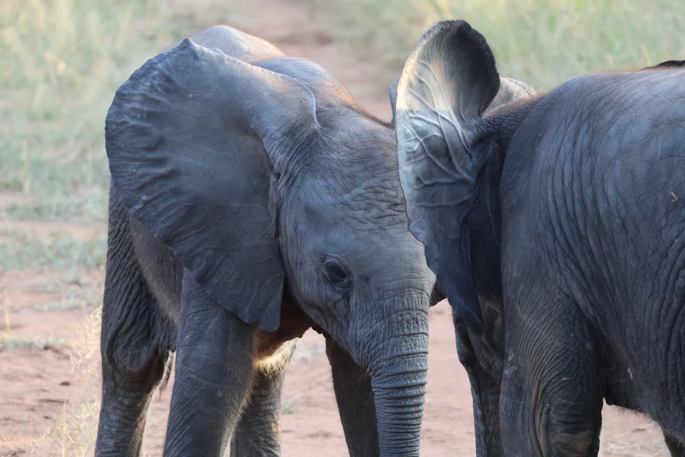 two baby elephants standing next to each other on a dirt road