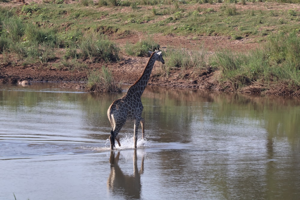 a giraffe walking through a body of water