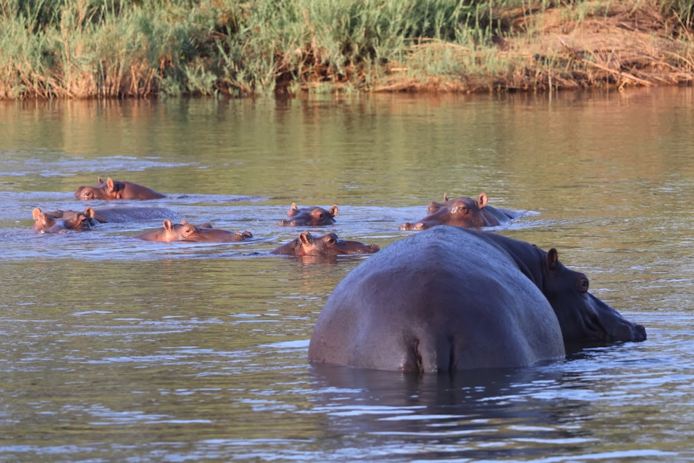 a group of hippos swimming in a body of water