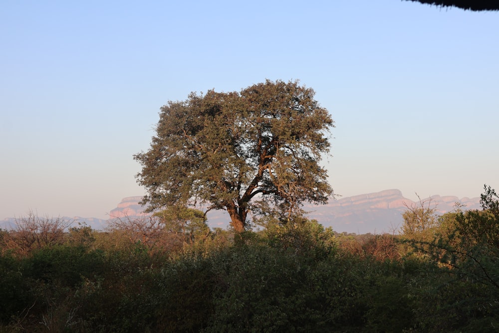 a lone tree in a field with mountains in the background