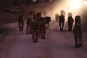 A panoramic view of a pride of lions lounging together at sunset.