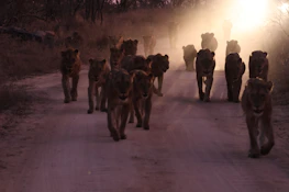 A panoramic view of a pride of lions lounging together at sunset.