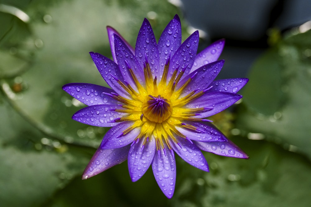 a purple flower with yellow center surrounded by green leaves