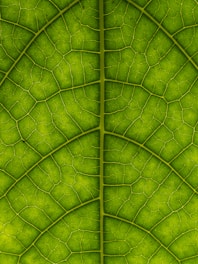 a close up view of a green leaf