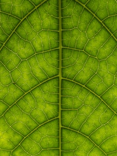 a close up view of a green leaf