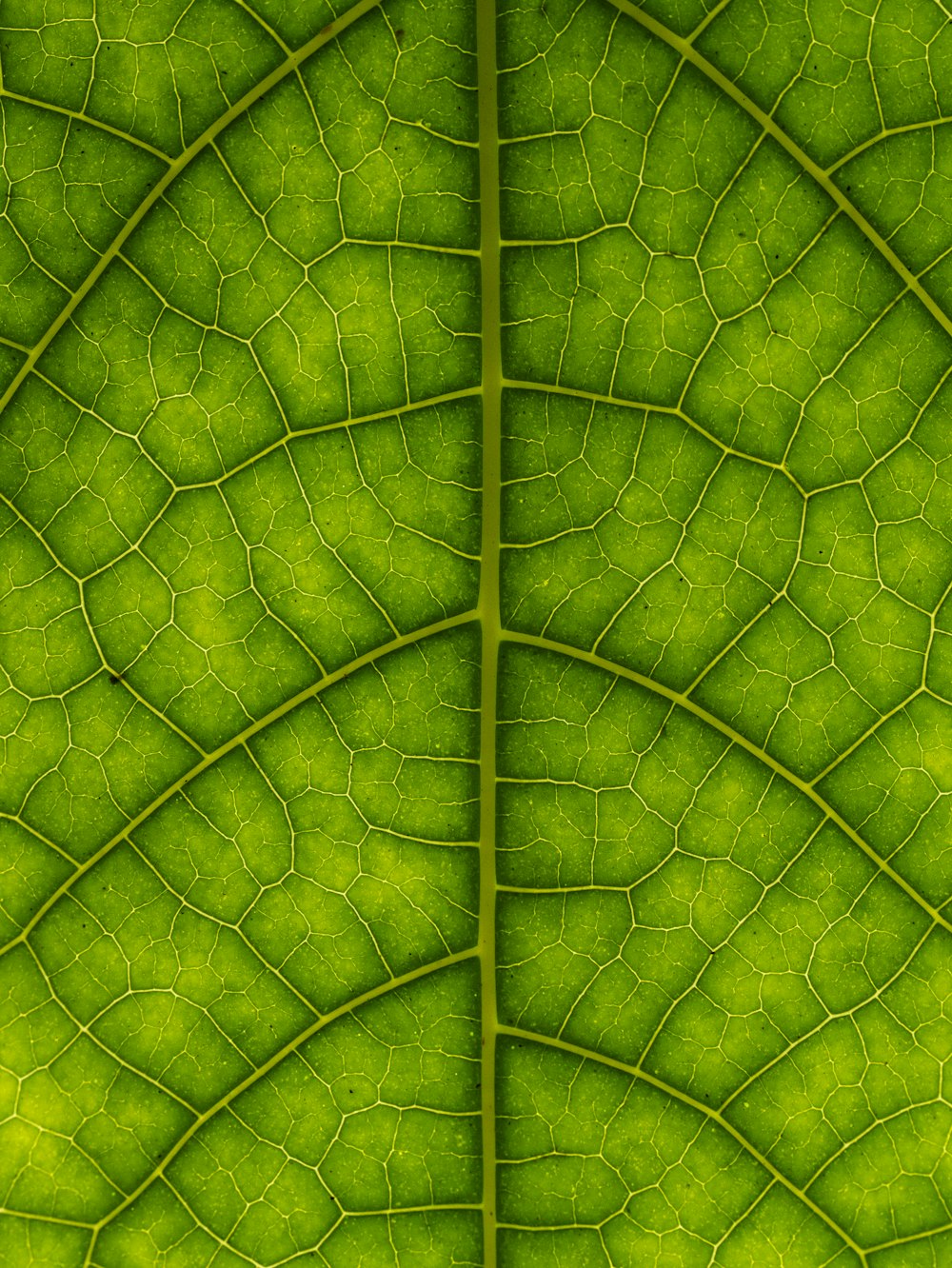 a close up view of a green leaf