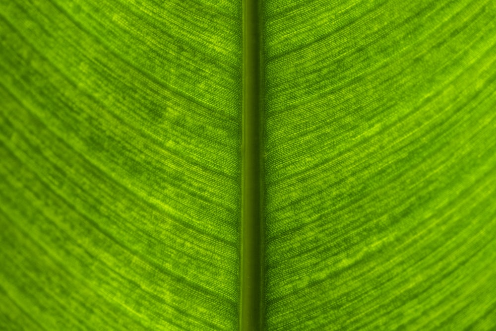 a close up view of a green leaf