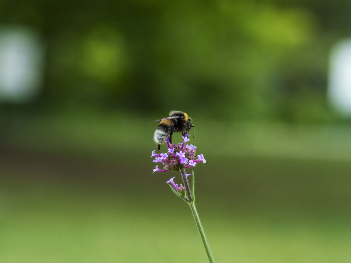 Honeybee foraging on a garden flower captured in sharp macro detail
