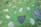 A natural ground cover of small, vivid green leafy plants interspersed with irregularly shaped stones, creating a mosaic effect. The stones vary slightly in color, ranging from gray to beige, and sit flush with the level of the foliage.