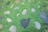 A natural ground cover of small, vivid green leafy plants interspersed with irregularly shaped stones, creating a mosaic effect. The stones vary slightly in color, ranging from gray to beige, and sit flush with the level of the foliage.