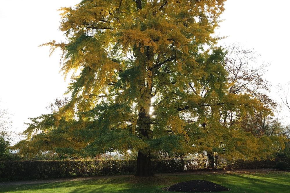 a large tree with yellow leaves in a park