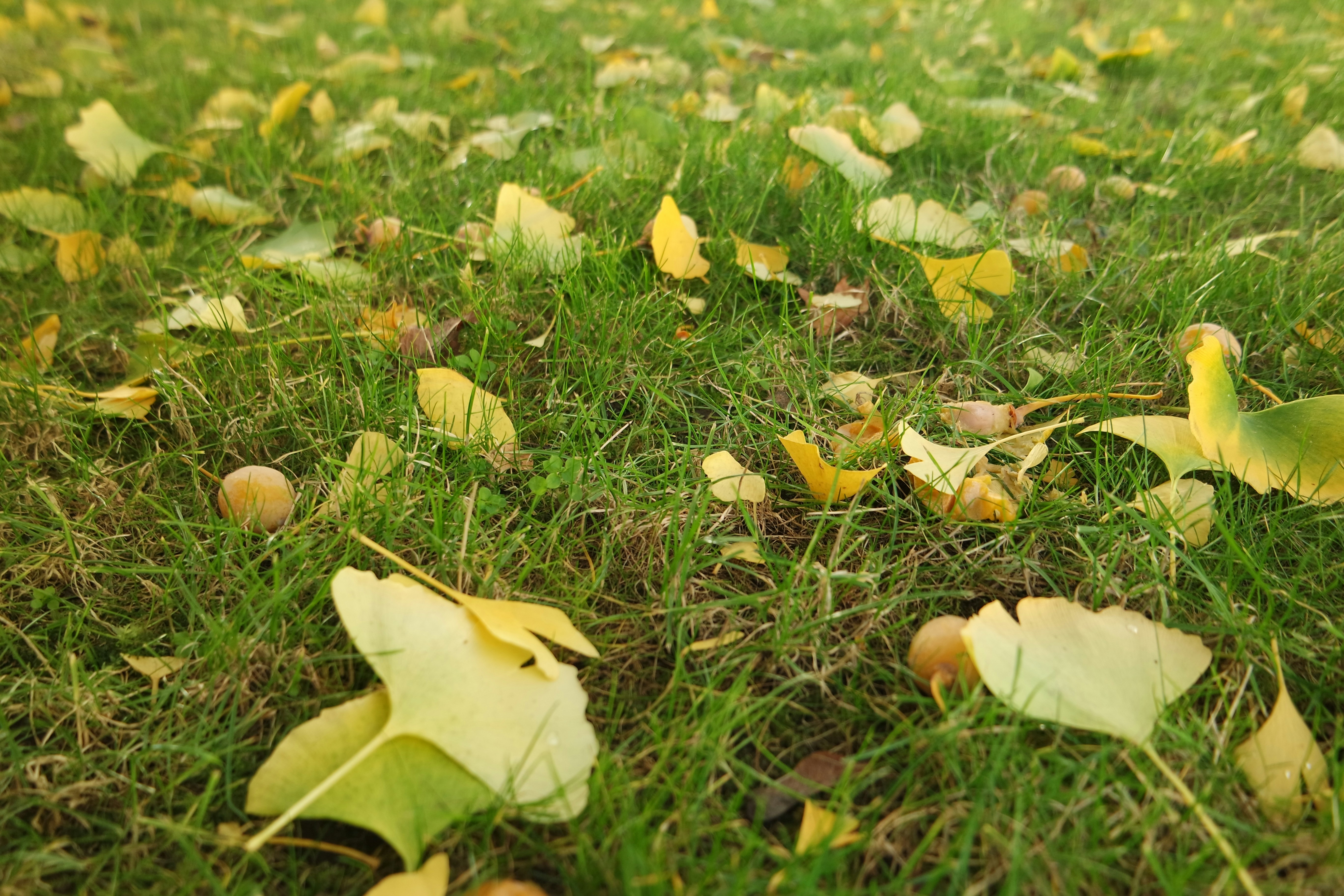 um campo de grama verde com folhas amarelas sobre ele