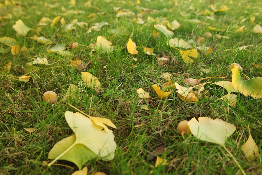 a field of green grass with yellow leaves on it