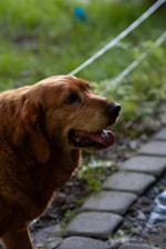 A happy golden retriever wagging its tail in a green park.