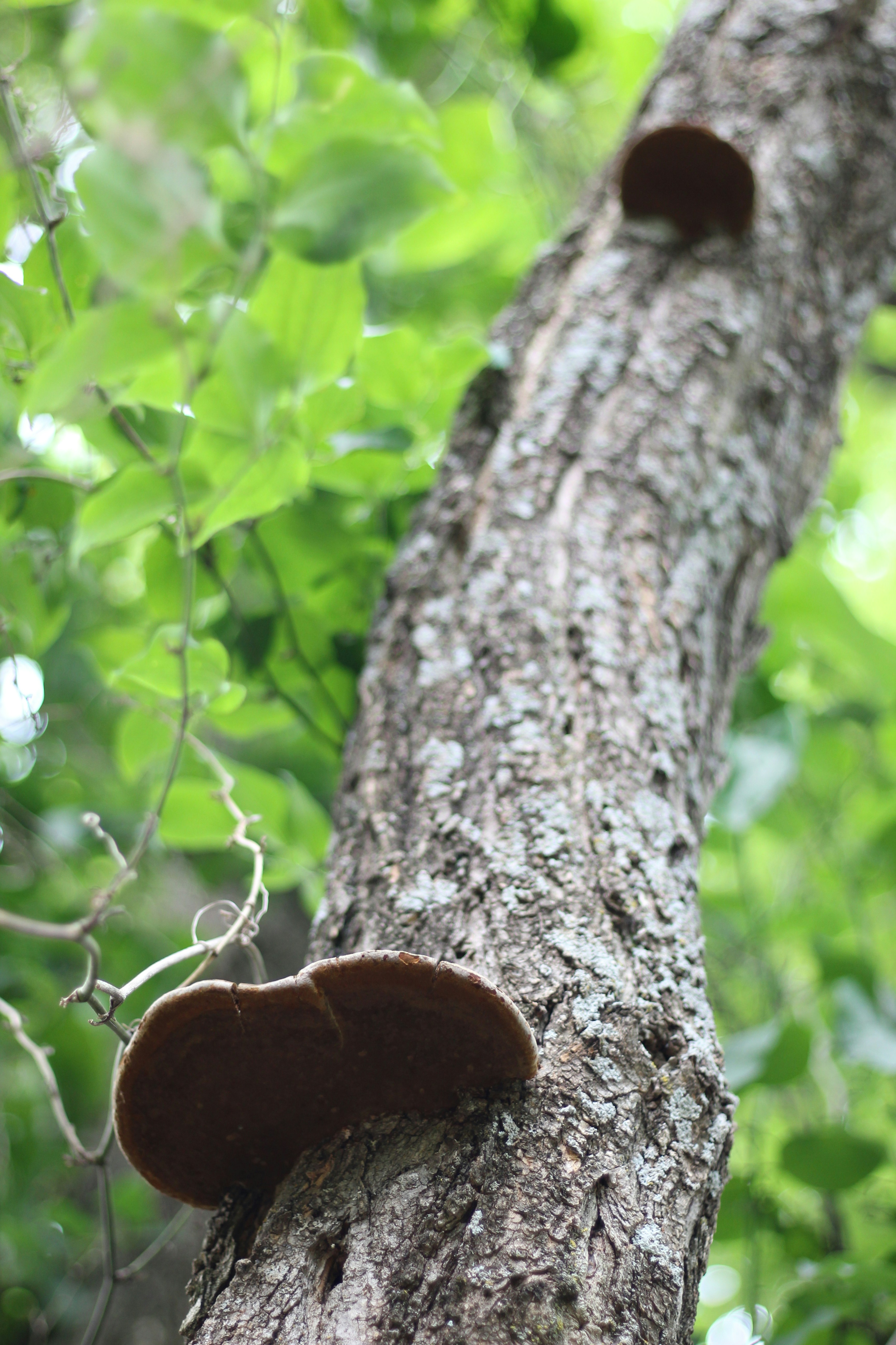 Photo by leafdewlens