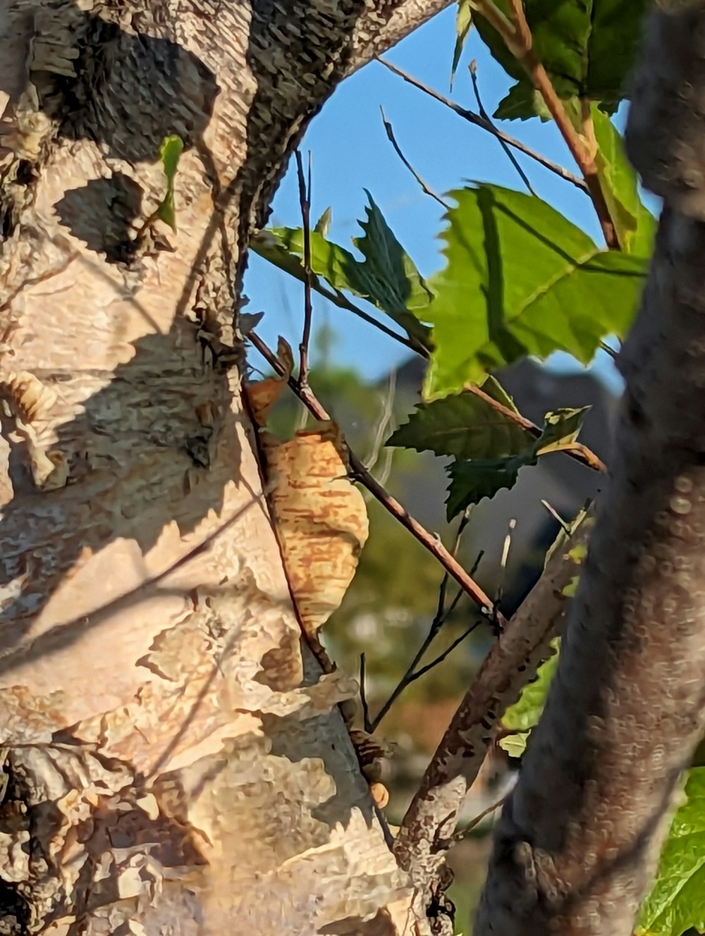 a bird perched on top of a tree branch