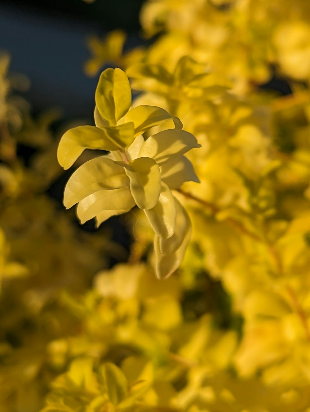 a close up of a plant with yellow leaves