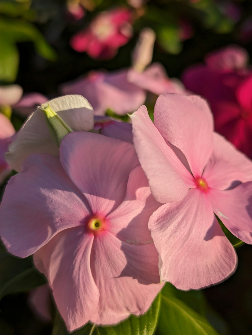 a group of pink flowers with green leaves