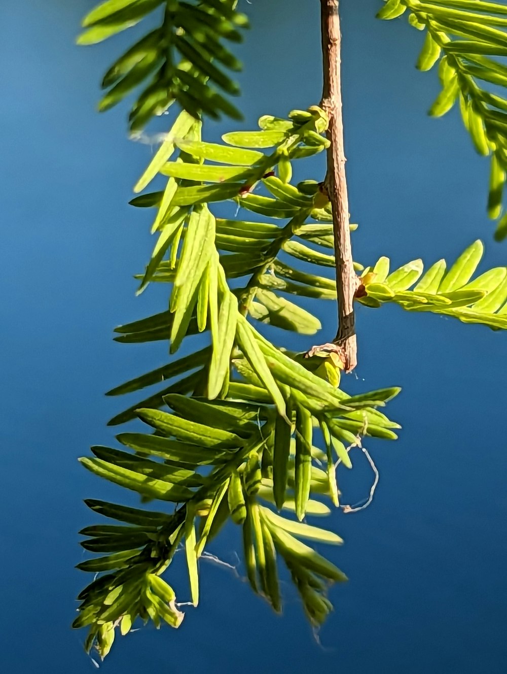 a close up of a tree branch with water in the background