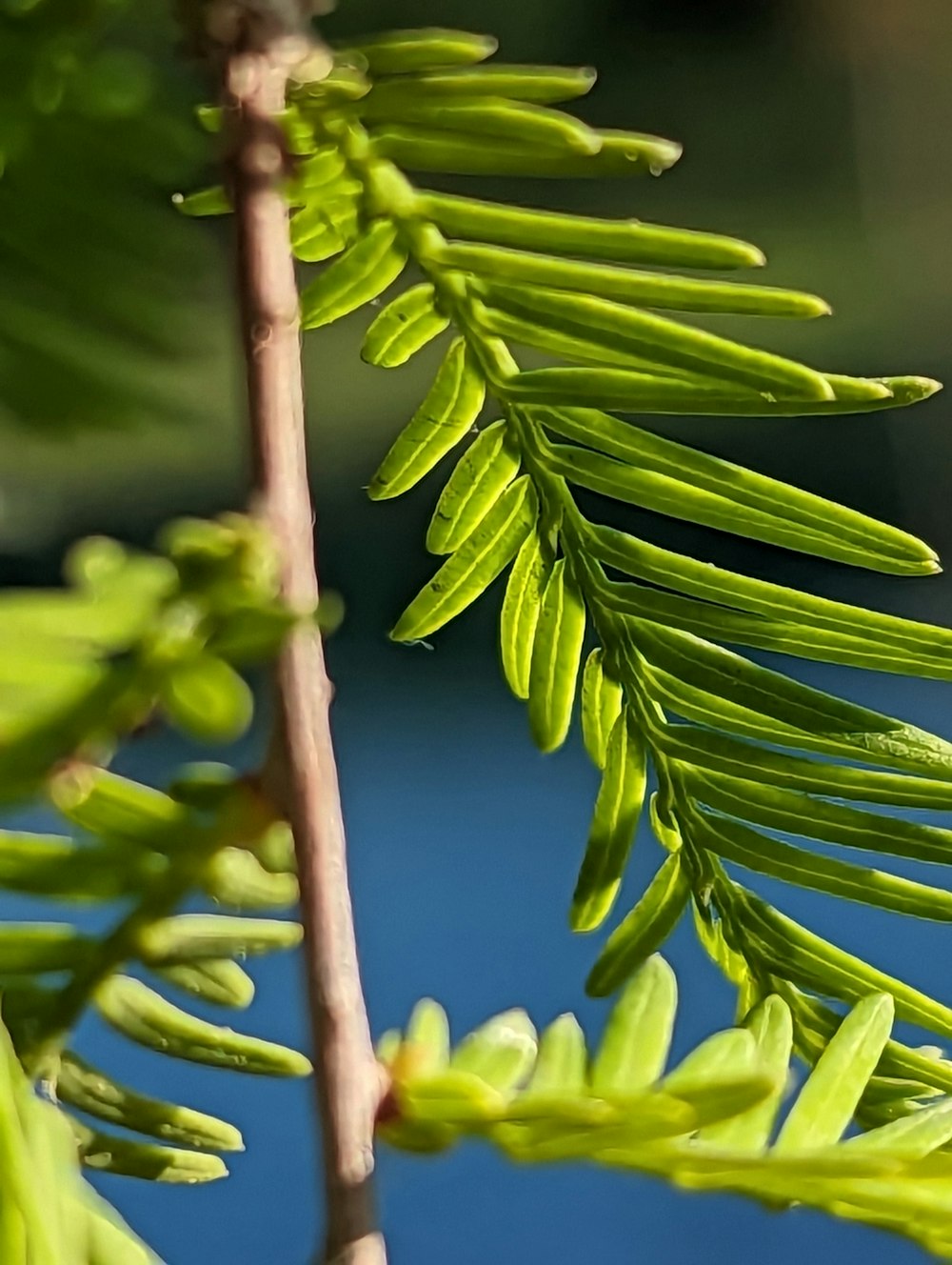 a branch of a tree with green leaves