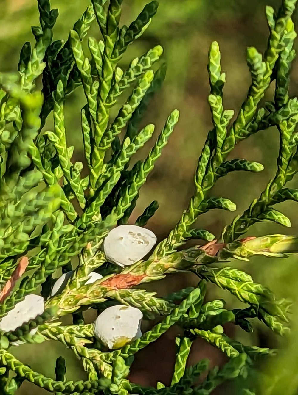 a close up of a green plant with white flowers