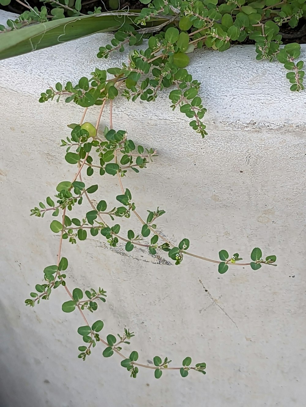a plant growing out of a cement wall