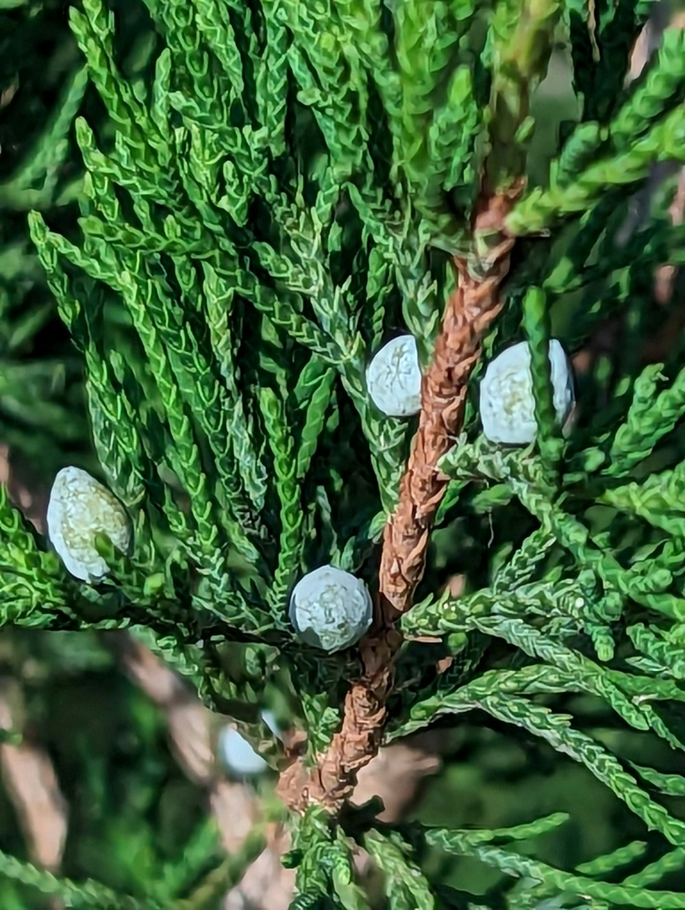 a close up of a pine tree with needles