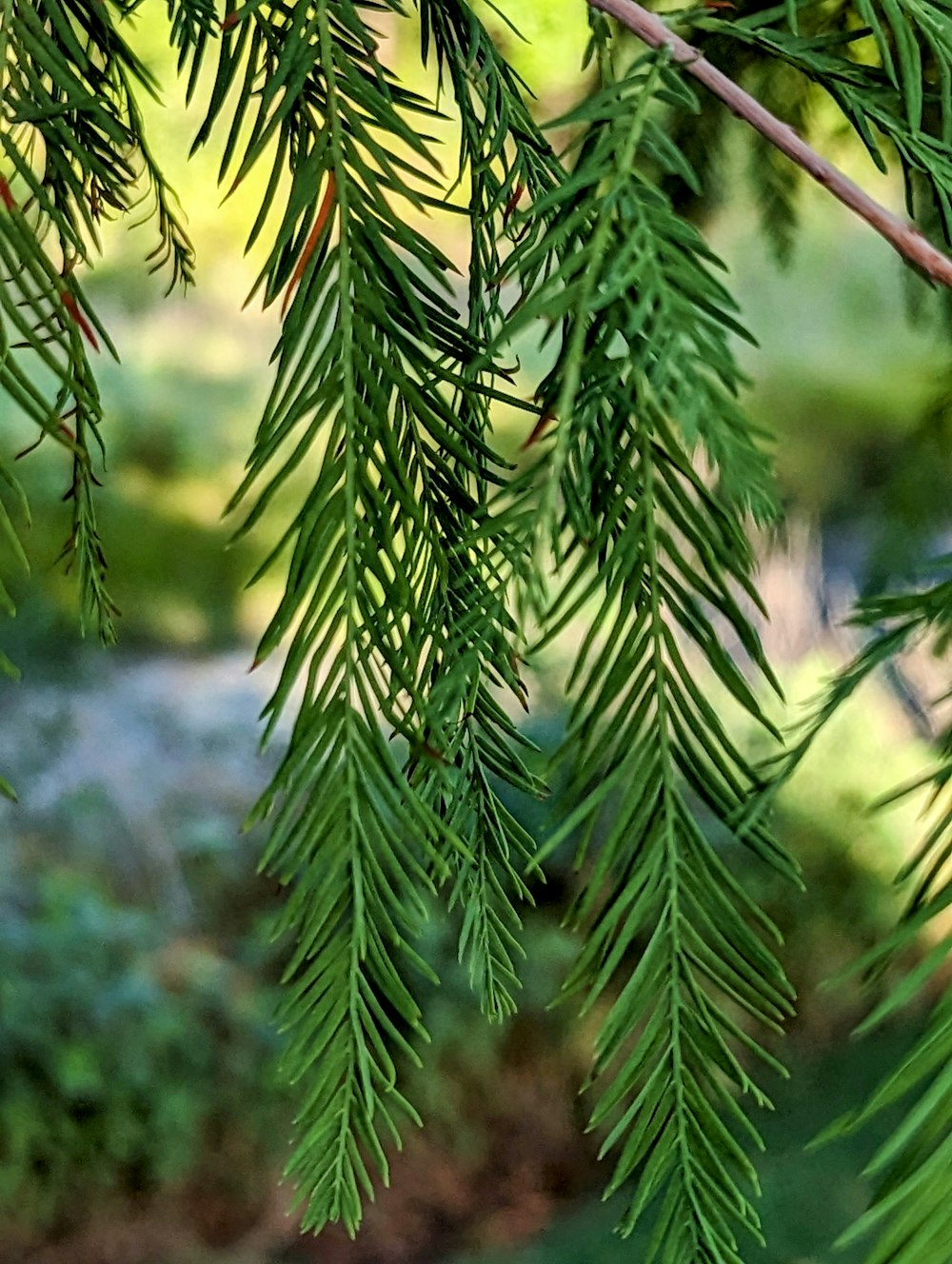 a bird perched on a branch of a tree