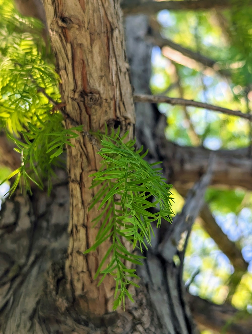 a close up of a tree trunk with green leaves