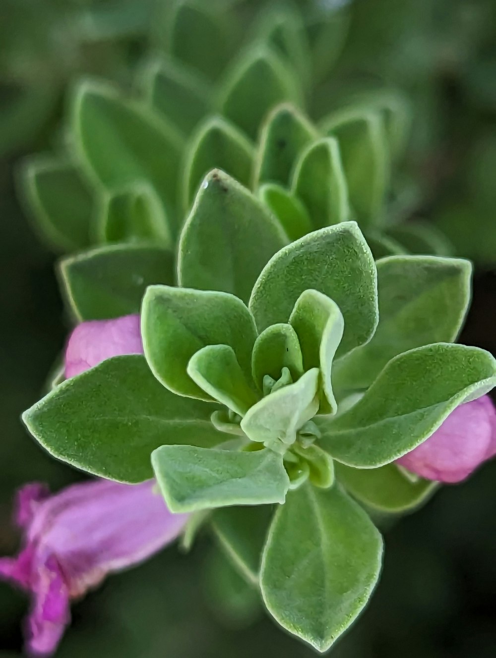 a close up of a green and pink flower