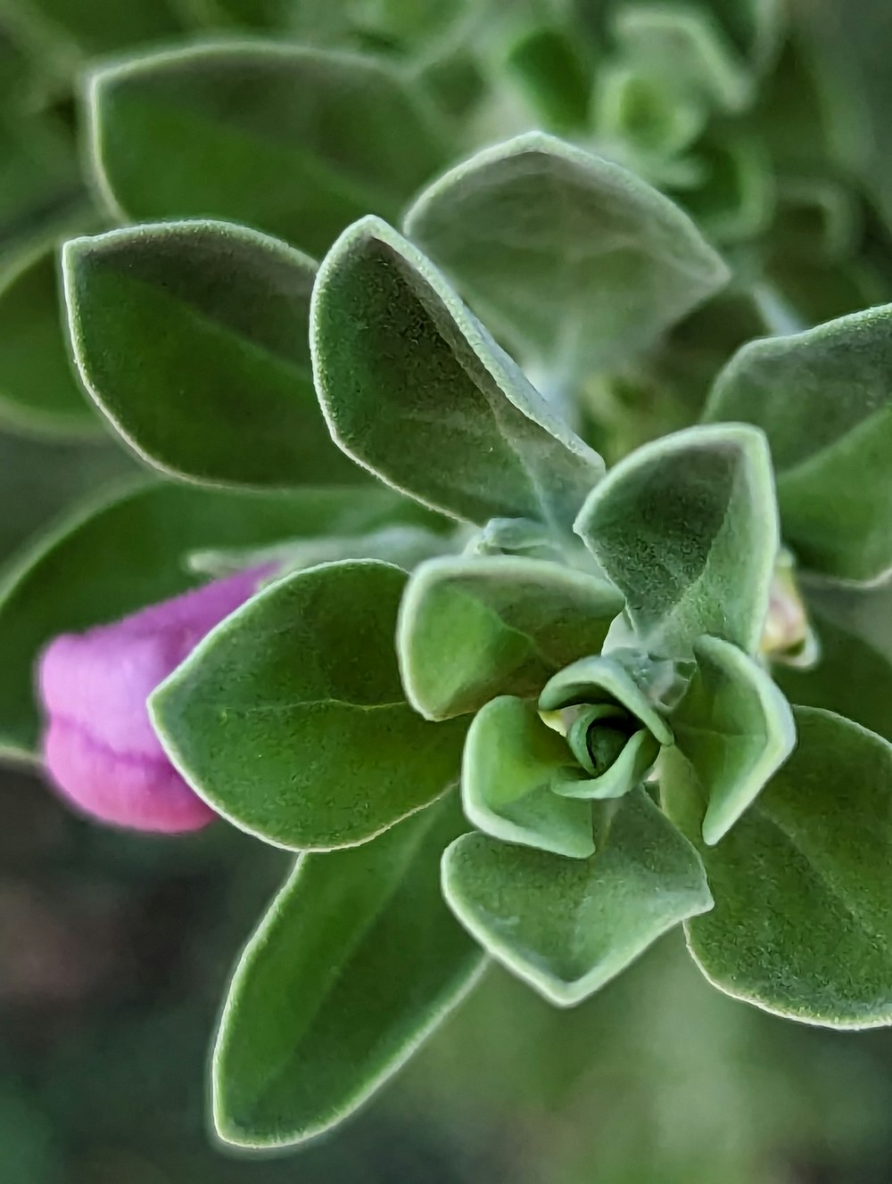 a close up of a green plant with pink flowers